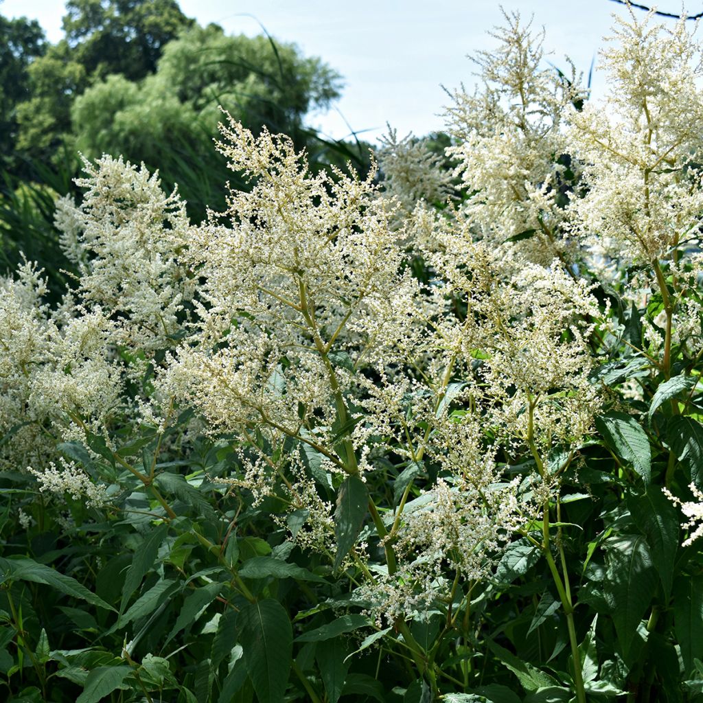 Espirea de pluma Deutschland