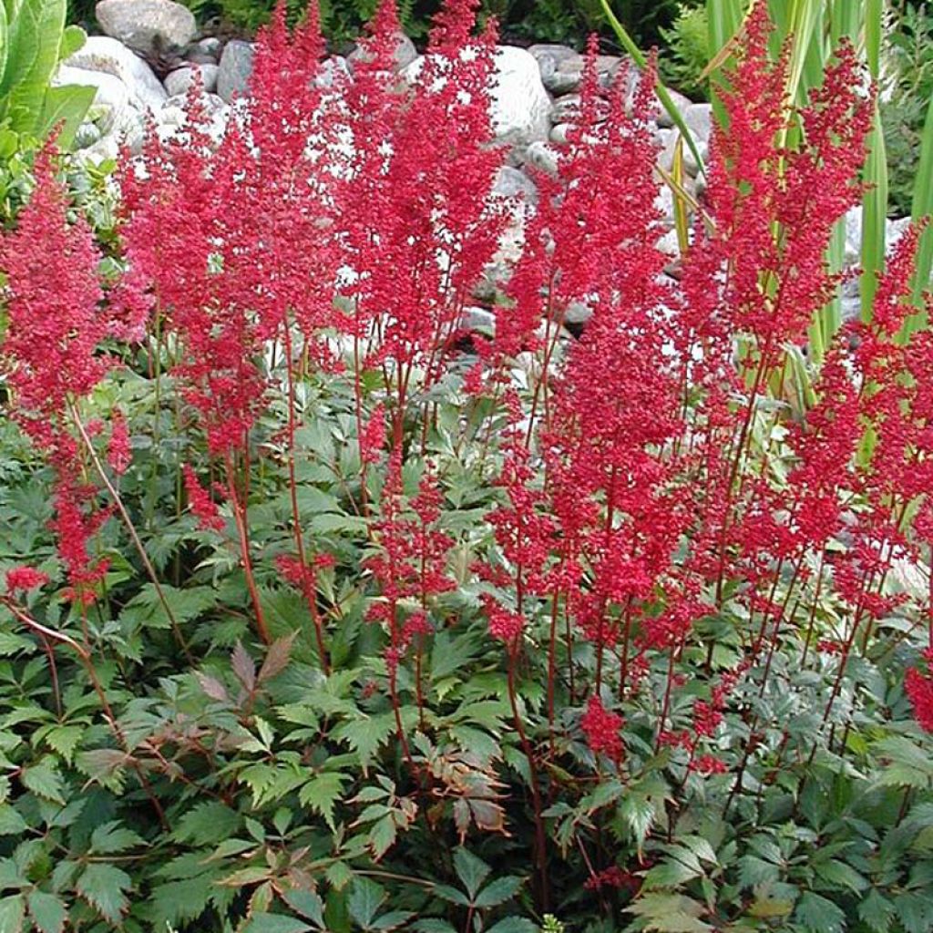 Espirea de pluma Montgomery