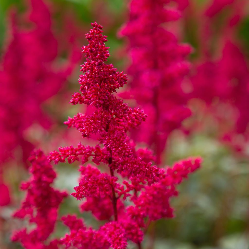 Espirea de pluma Red Sentinel