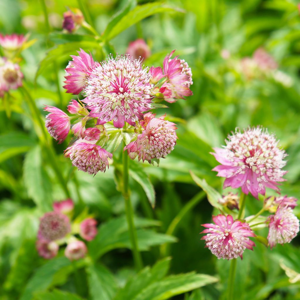 Astrantia major Ruby Cloud - Sanícula hembra