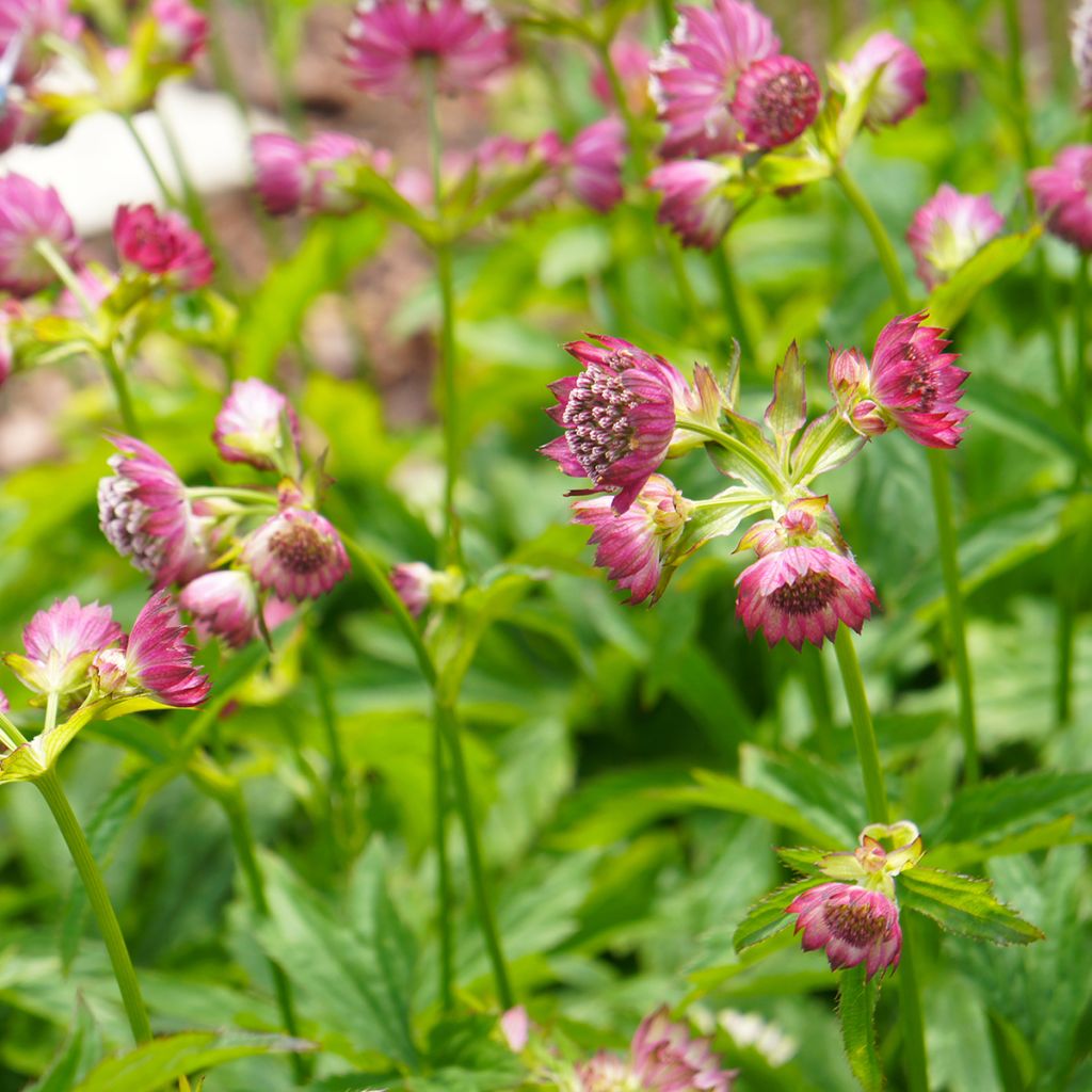 Astrantia major Ruby Cloud - Sanícula hembra