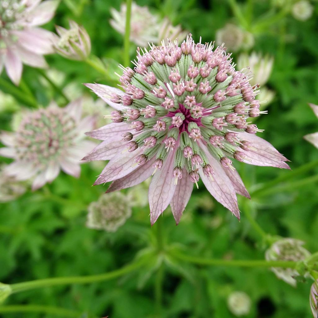 Sanícula hembra Florence - Astrantia major