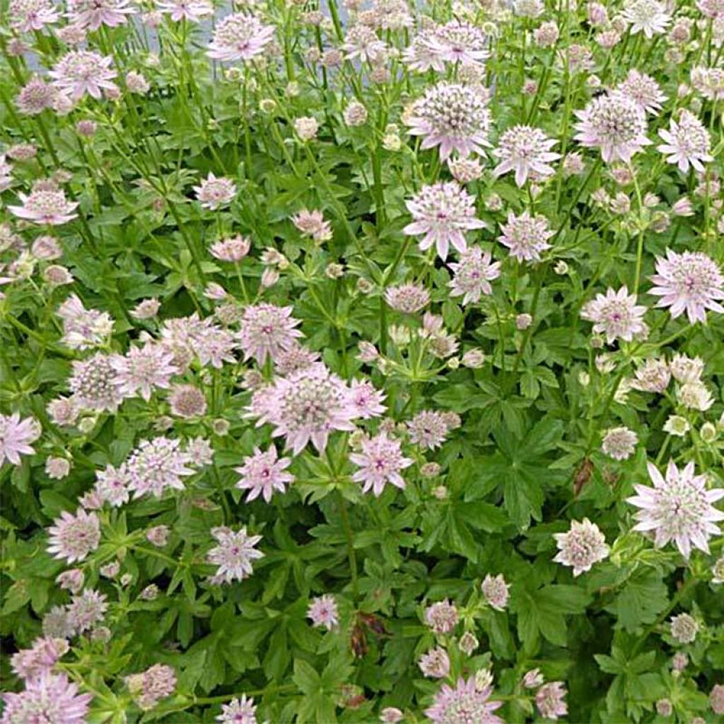 Sanícula hembra Florence - Astrantia major