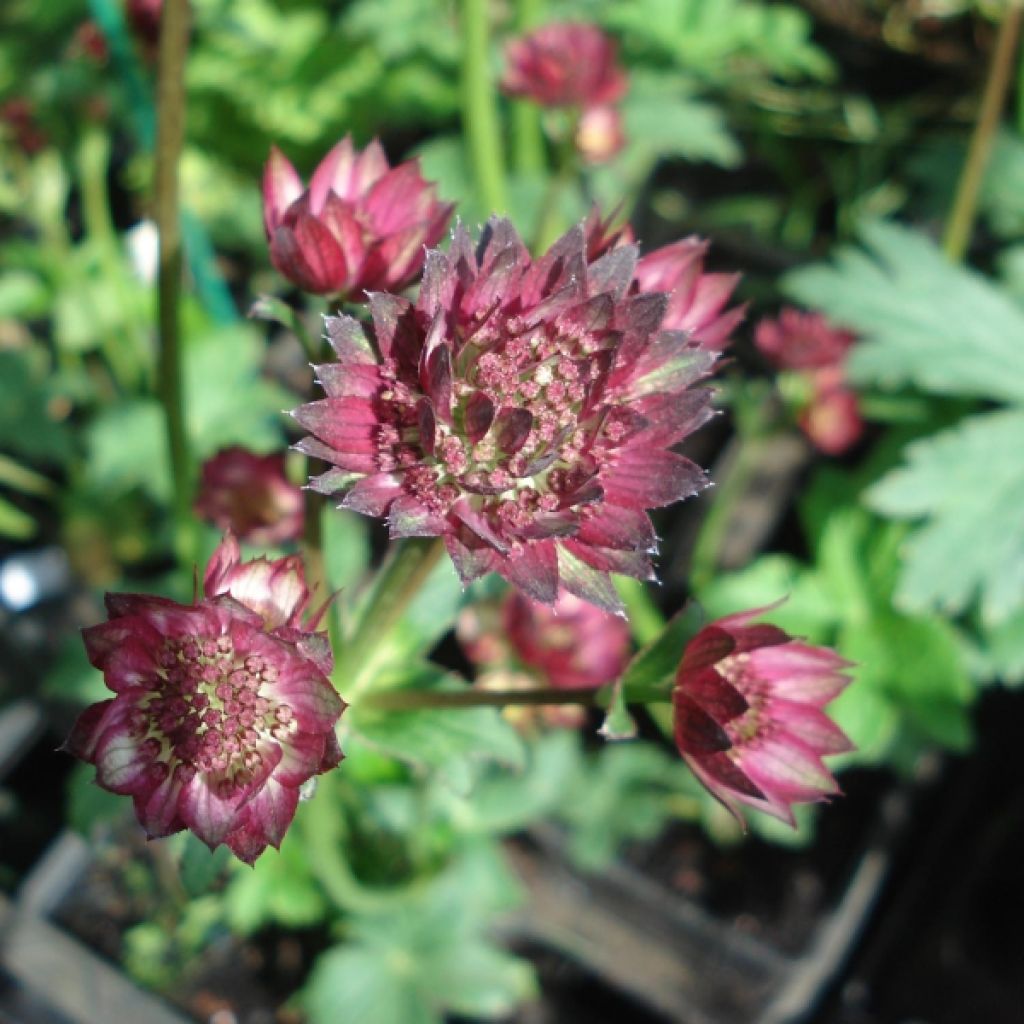 Sanícula hembra Moulin Rouge - Astrantia major