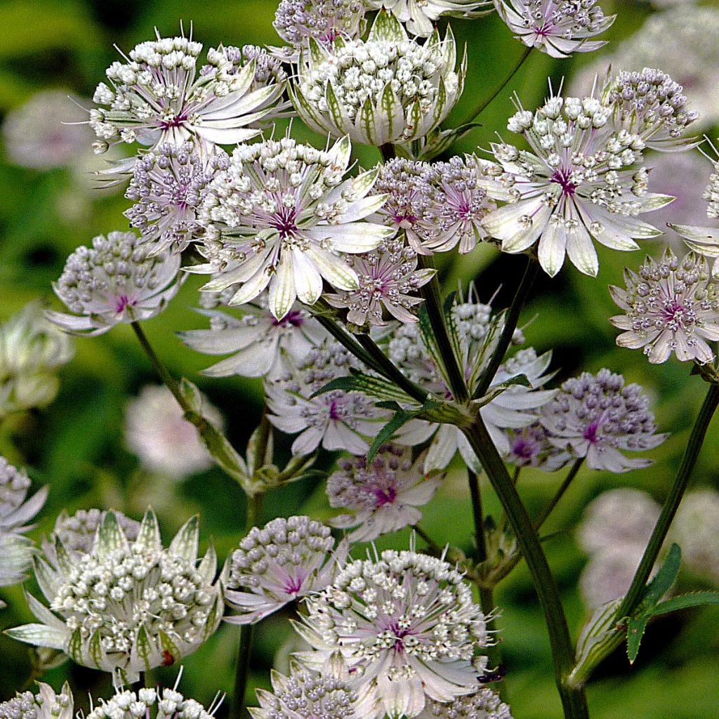 Sanícula hembra - Astrantia major