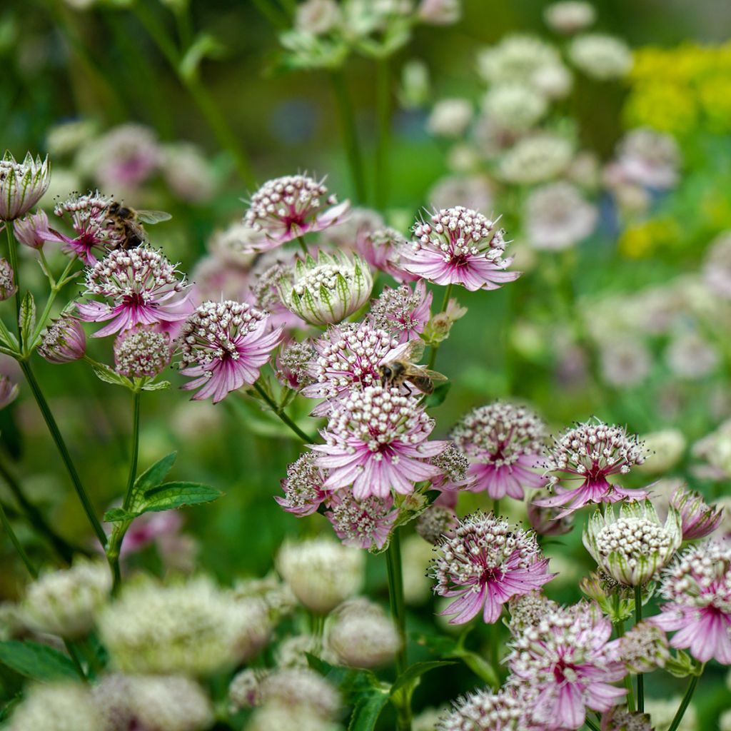 Sanícula hembra - Astrantia major