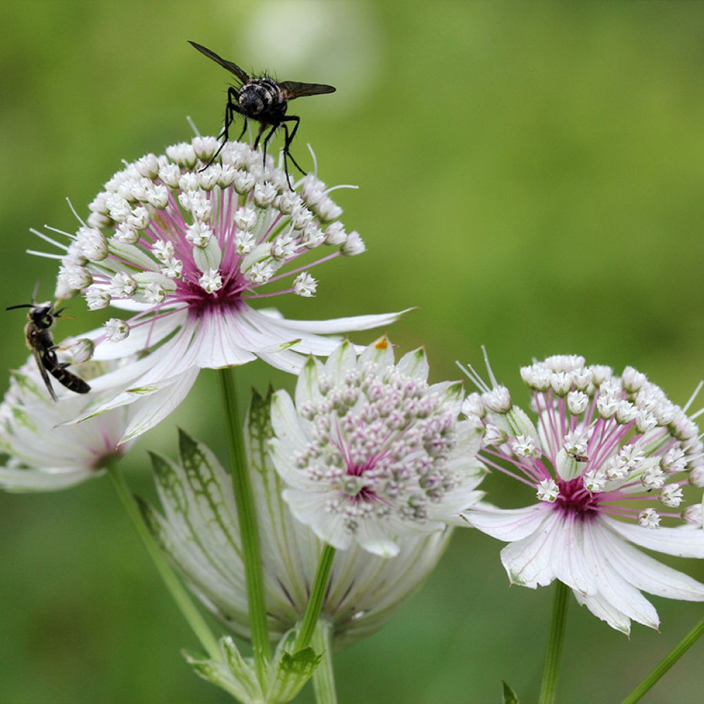 Sanícula hembra - Astrantia major