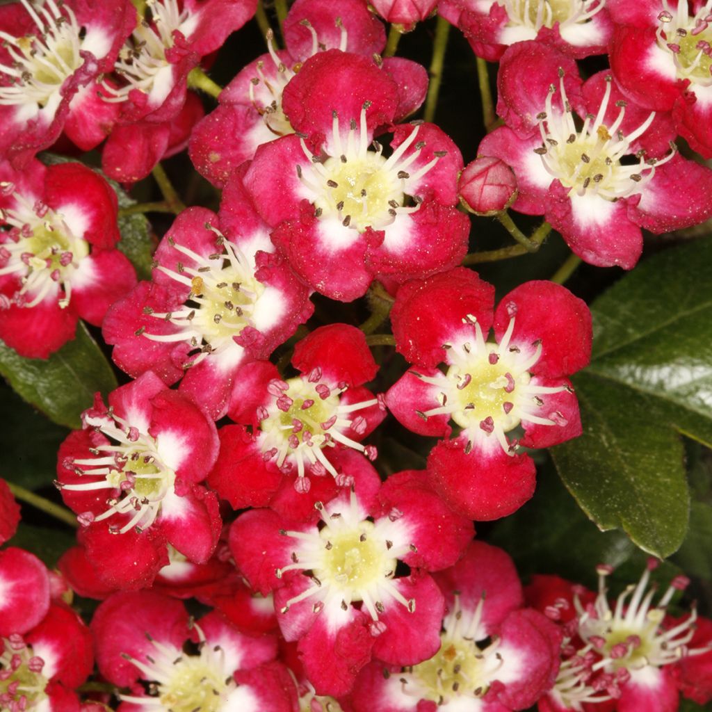 Espino blanco - Crataegus laevigata Crimson Cloud