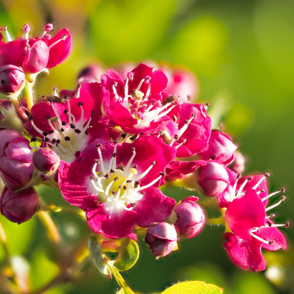 Espino blanco - Crataegus laevigata Crimson Cloud