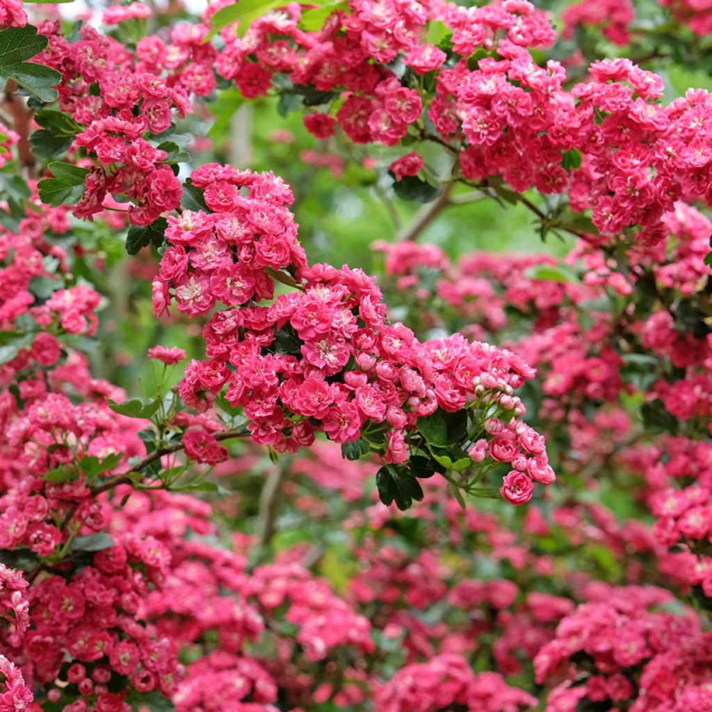 Espino blanco - Crataegus laevigata Paul's Scarlet