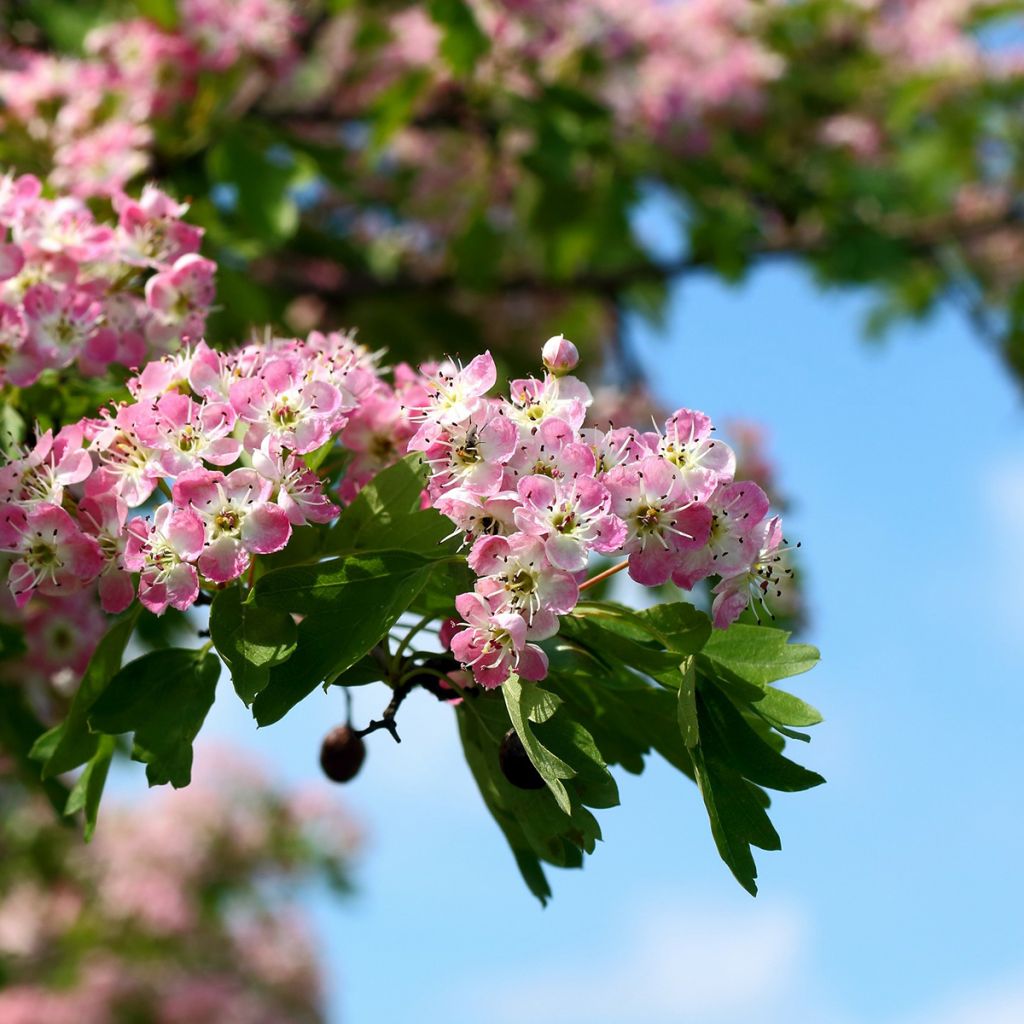 Crataegus Princesse Sturdza - Espino