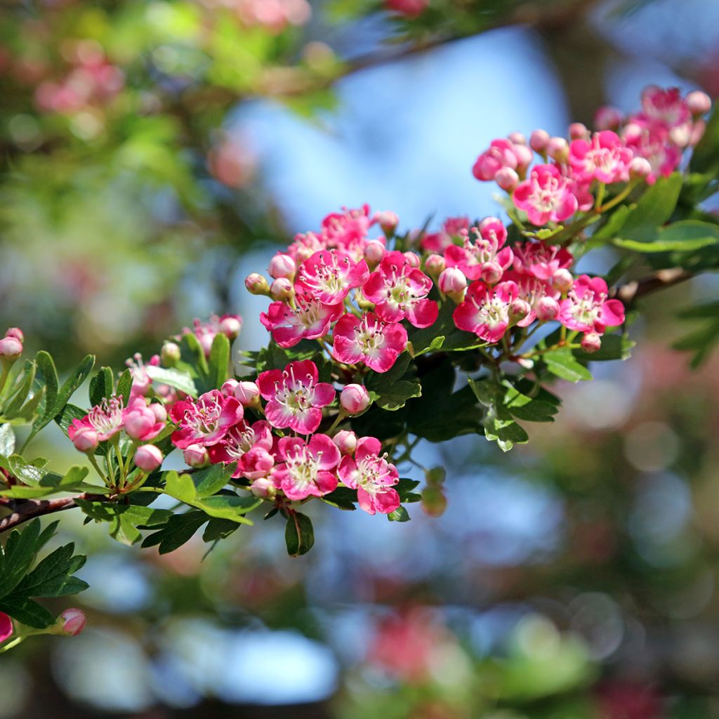 Crataegus Princesse Sturdza - Espino