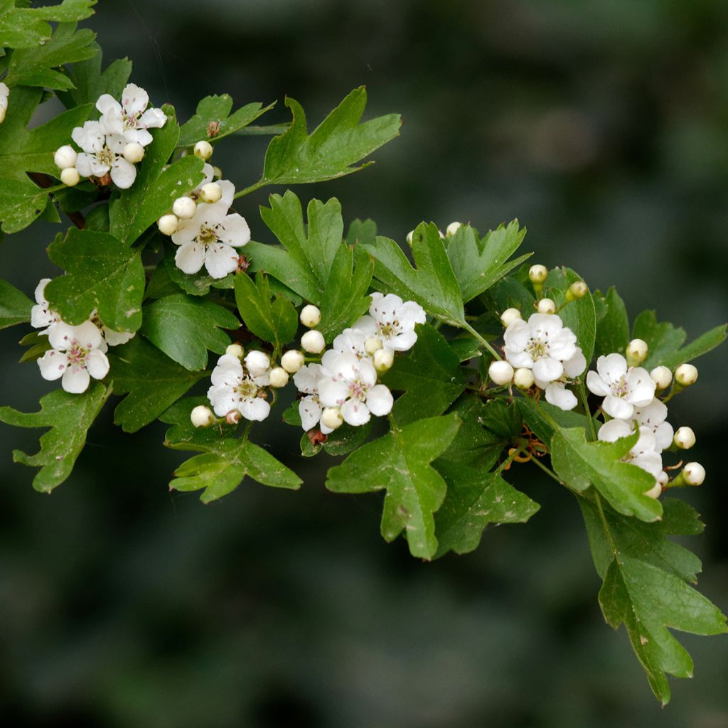 Crataegus monogyna Xanthocarpa - Espino albar