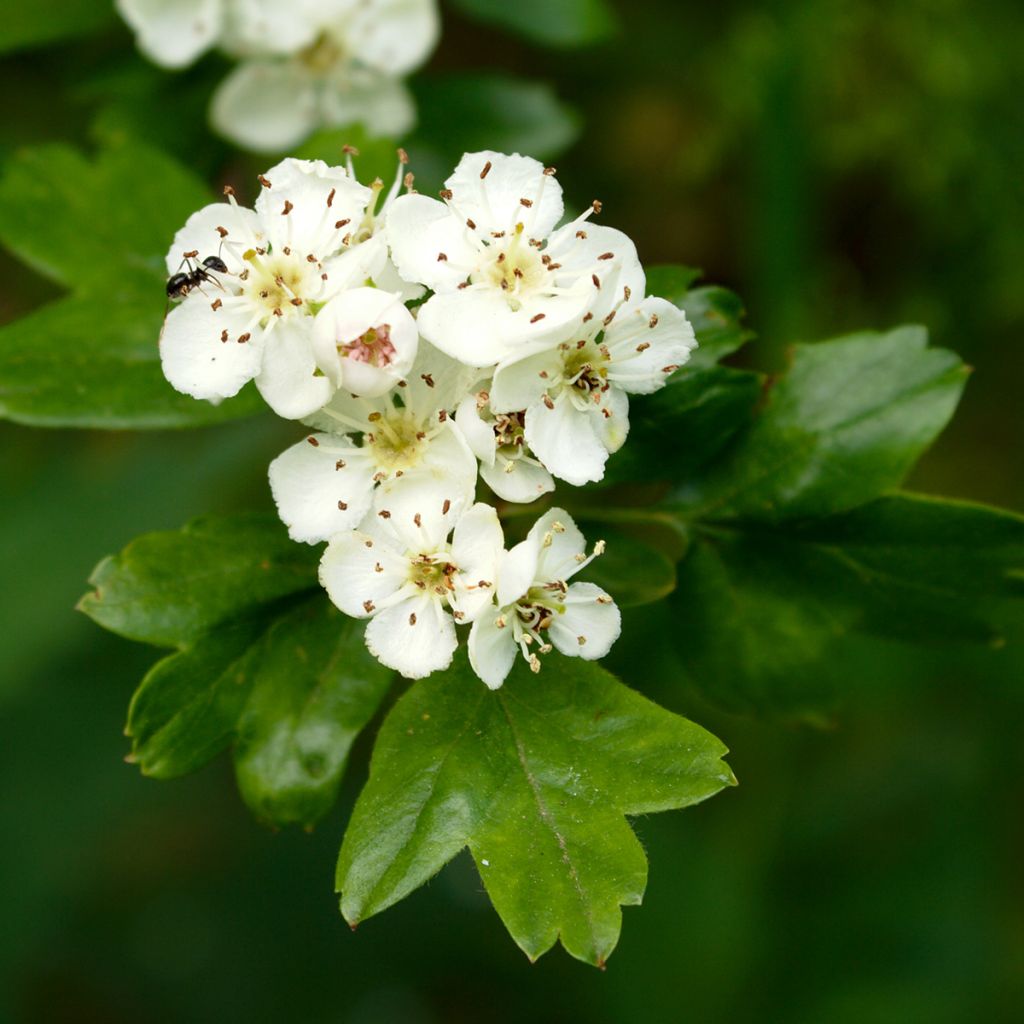 Crataegus monogyna Xanthocarpa - Espino albar