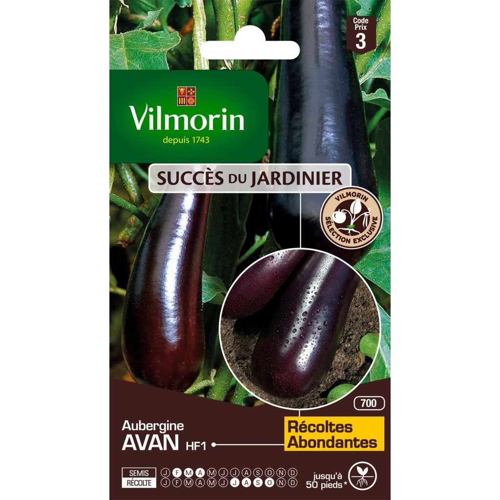 Berenjena Avan F1 - Vilmorin