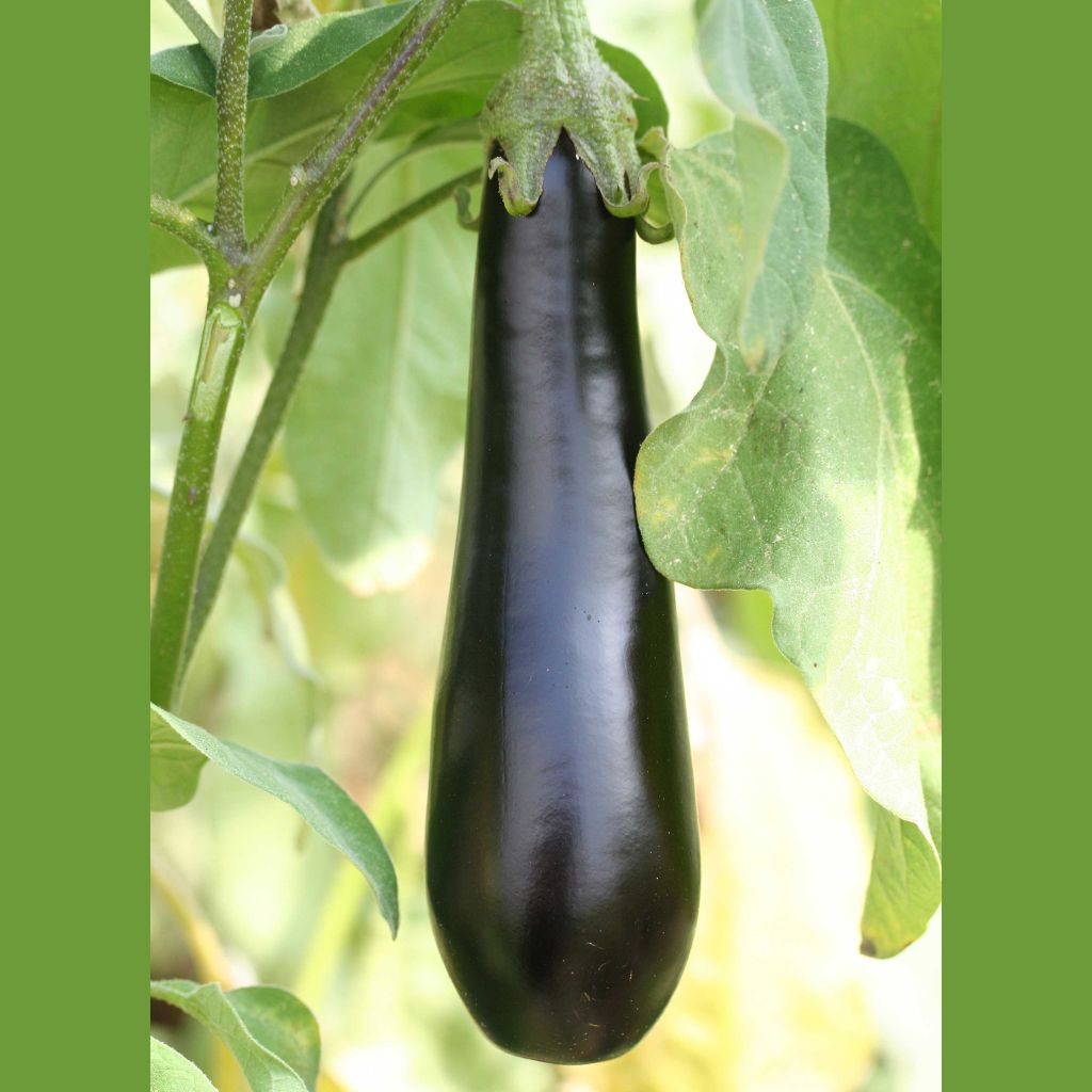 Berenjena Violette longue de Barbentane