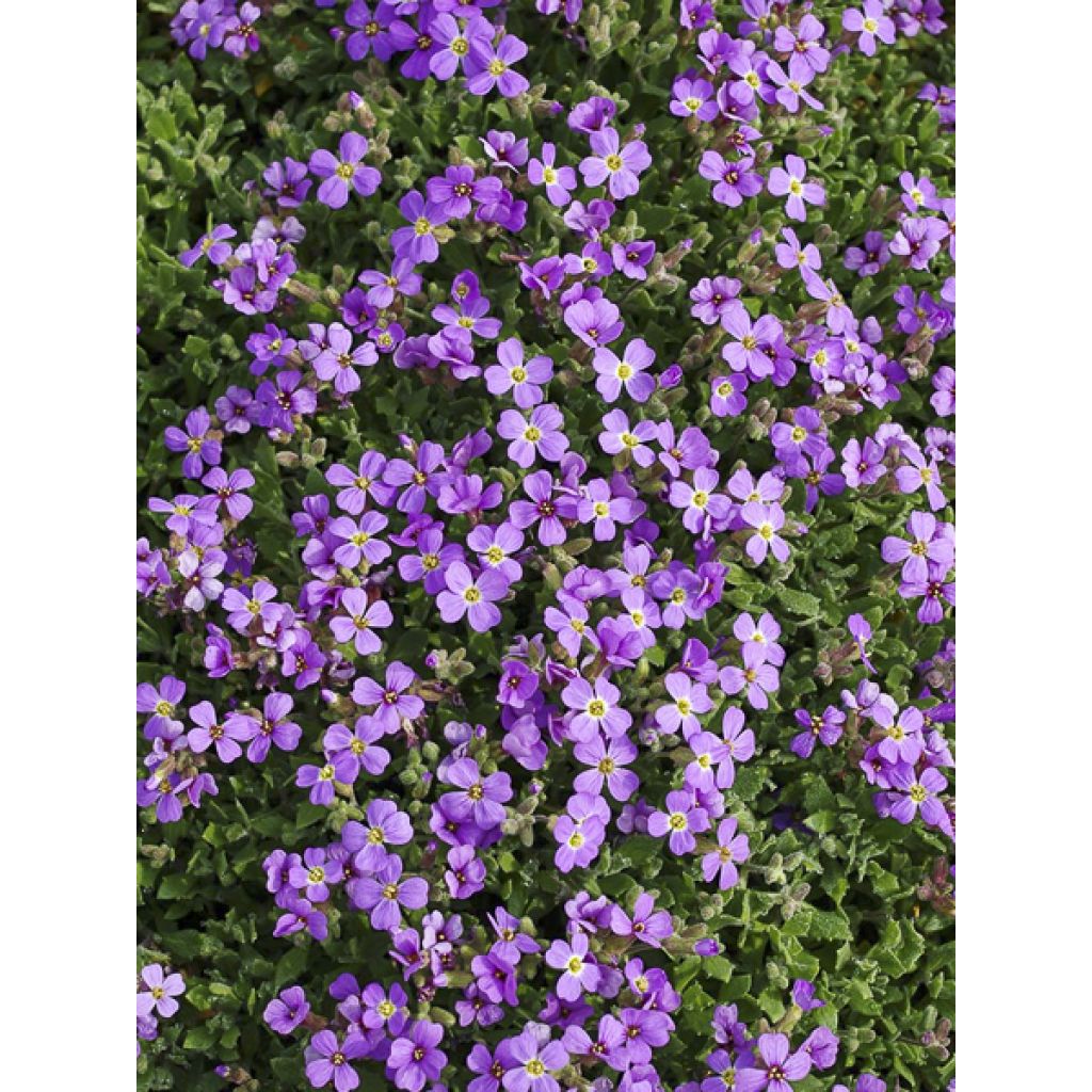 Aubrieta Hürth