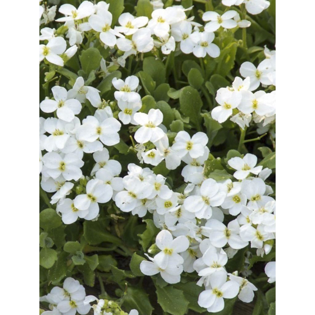 Aubrieta Pixie Pearls