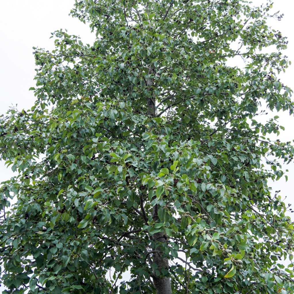 Aliso gris - Alnus incana