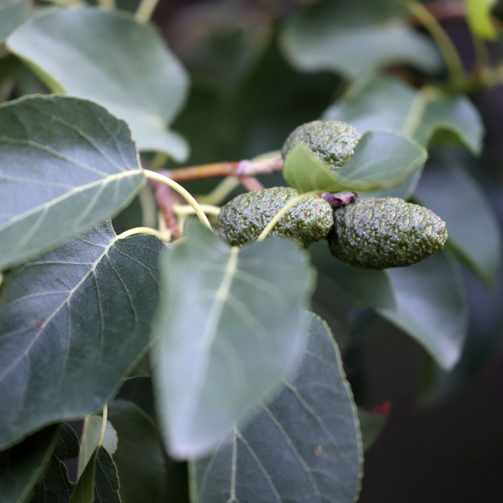 Aliso napolitano - Alnus cordata