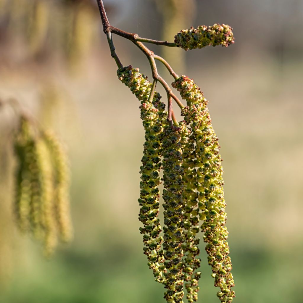 Aliso napolitano - Alnus cordata