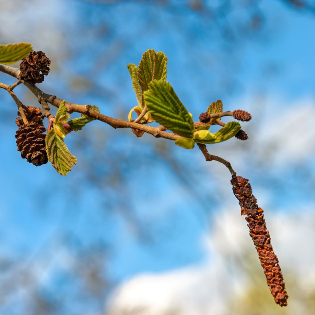 Aliso napolitano - Alnus cordata
