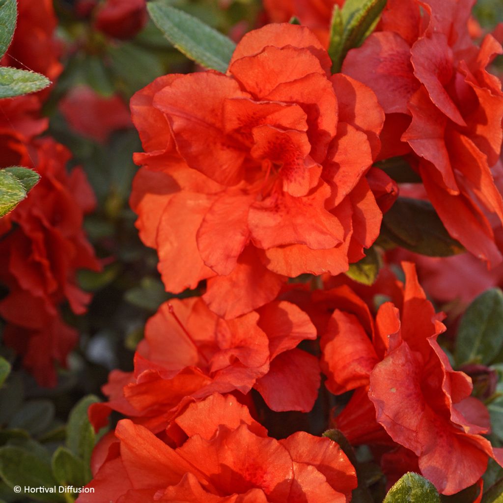 Azalea japonica REPETITA Coral