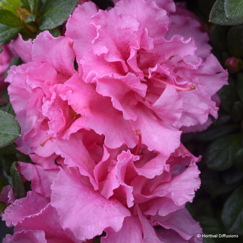 Azalea japonica Repetita Pink