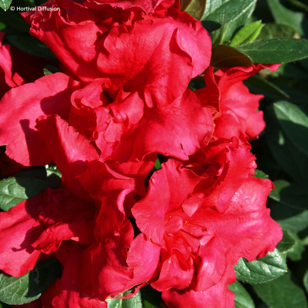 Azalea japonica REPETITA Red