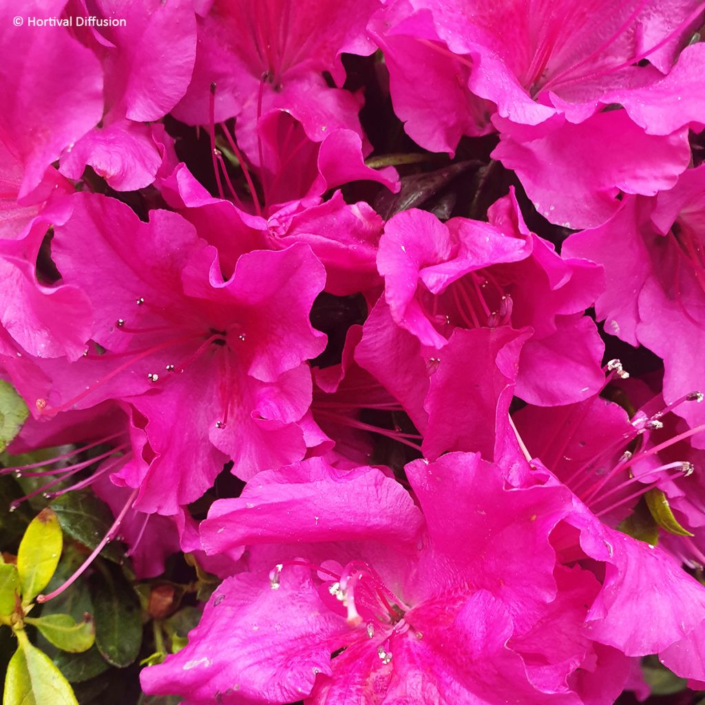 Azalea japonica REPETITA Violeta