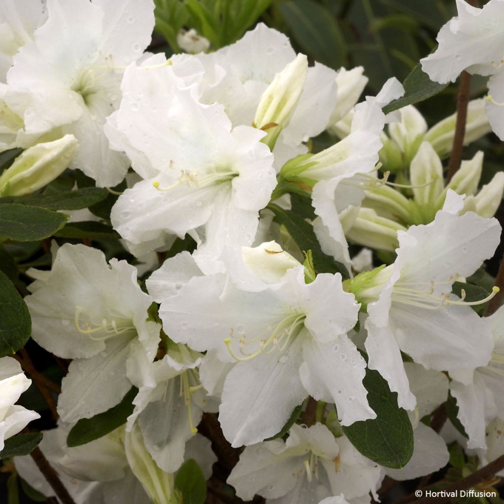 Azalea japonica REPETITA White