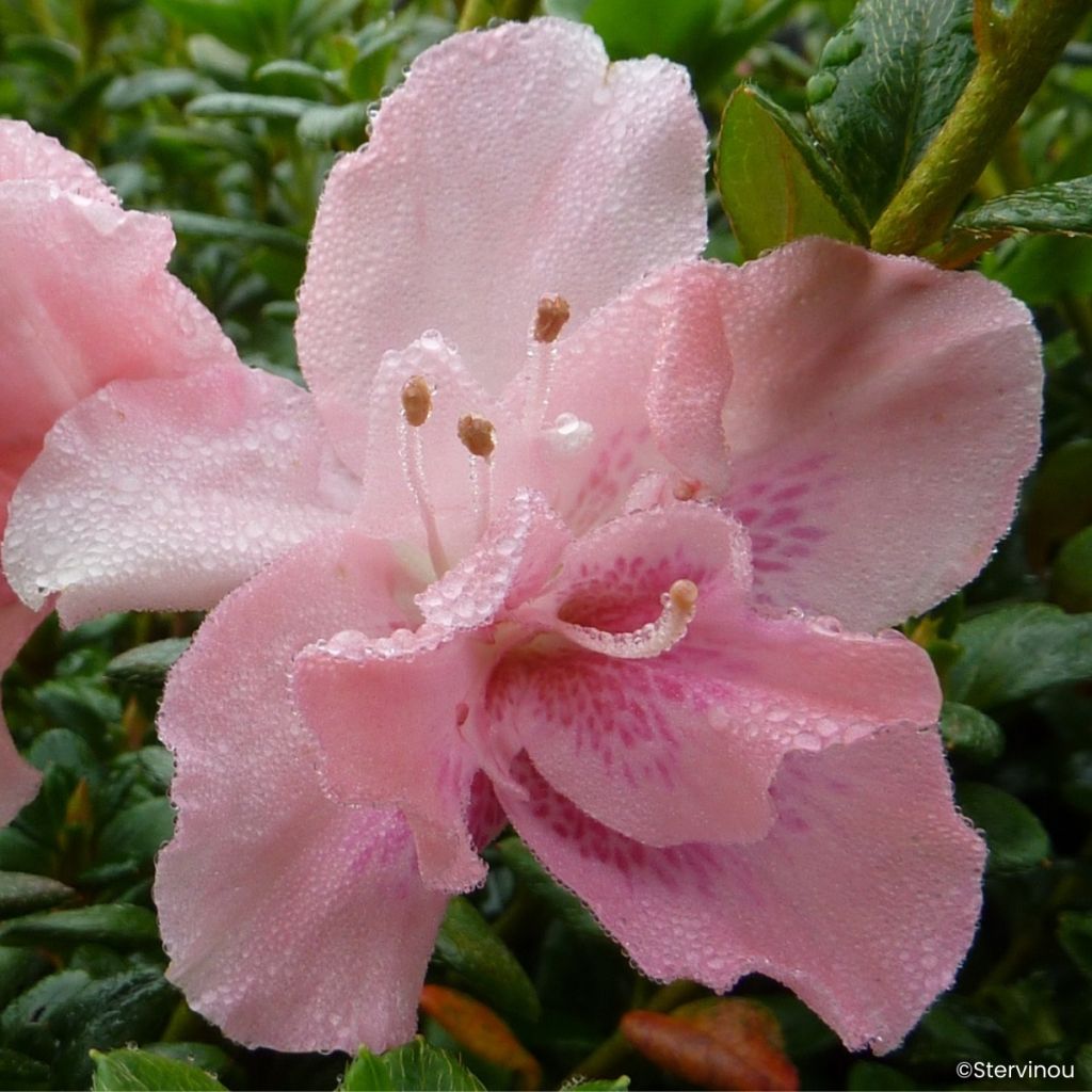 Azalea indica Clotilde