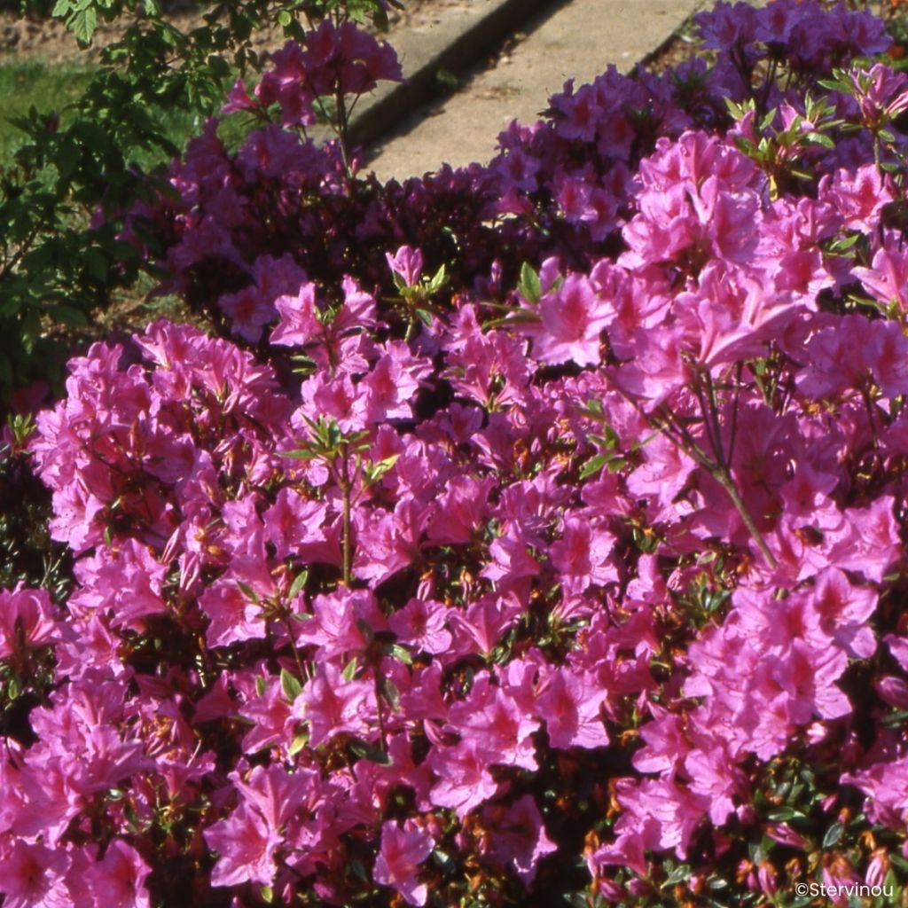 Azalea Japonica Beethoven