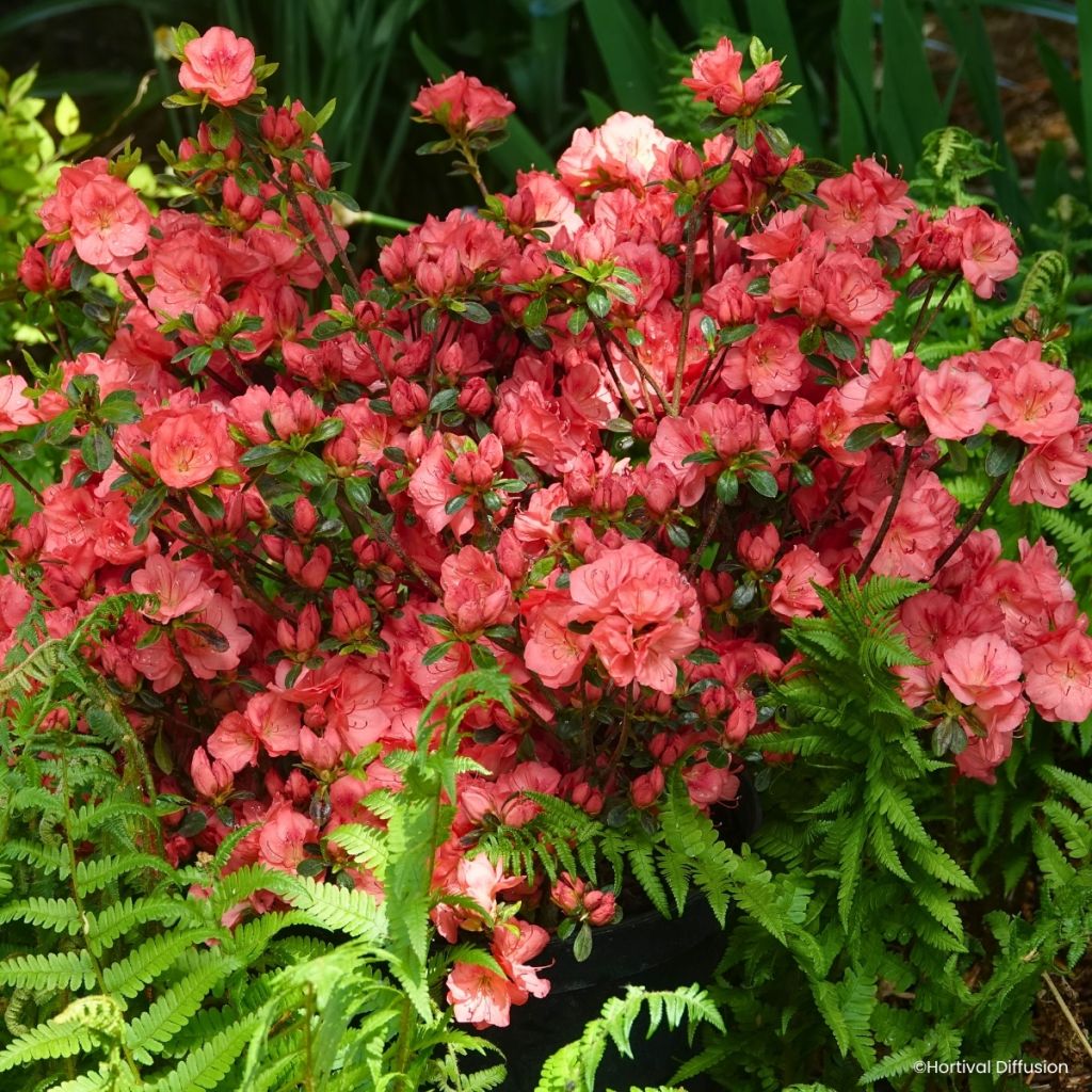Azalea japonica Flash Dance Salmon
