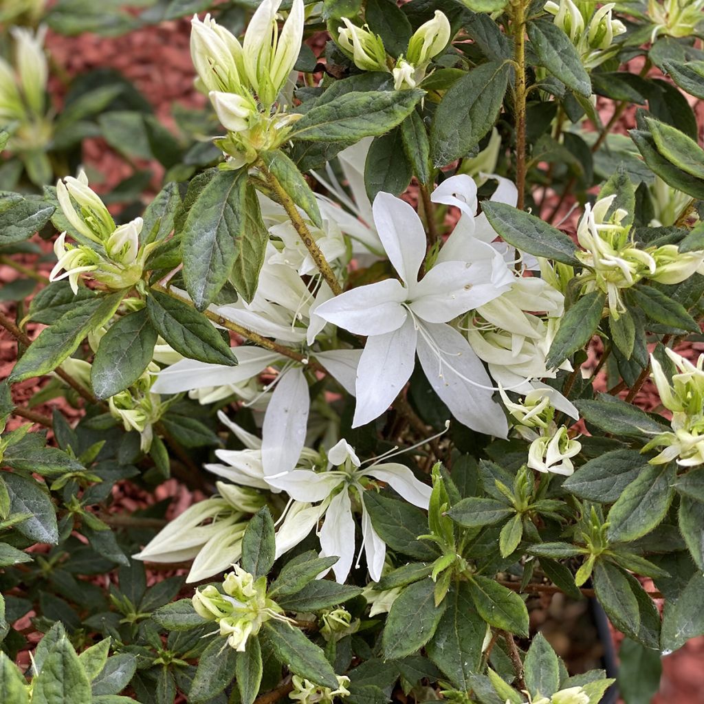Azalea Japonica Koromo shikibu White