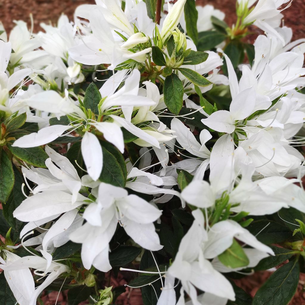 Azalea Japonica Koromo shikibu White