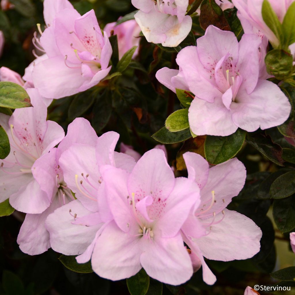 Azalea japonica Rêve de Lilas