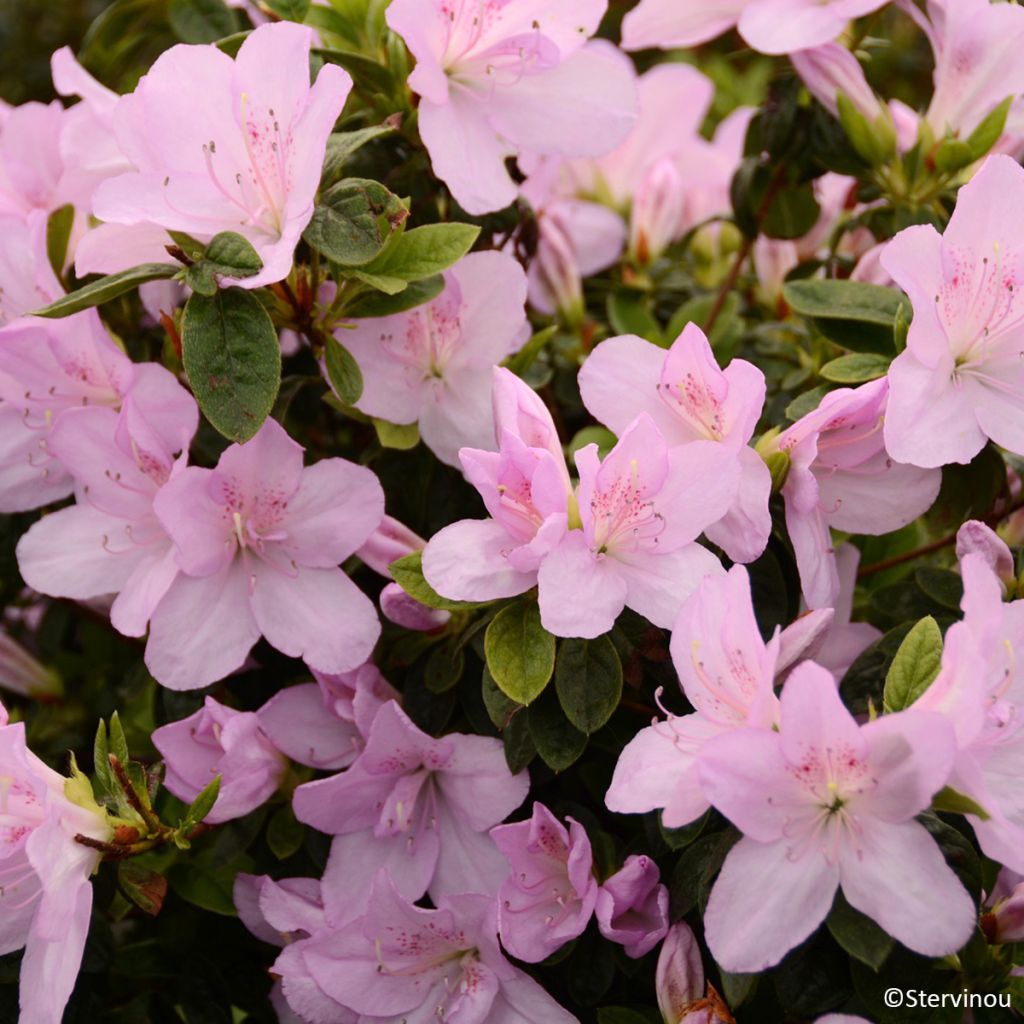Azalea japonica Rêve de Lilas