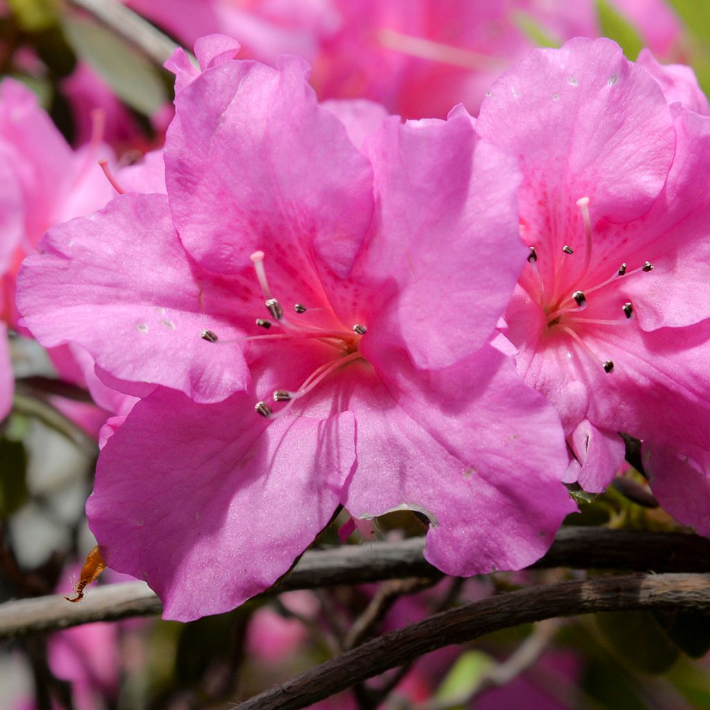 Azalea japonica Greenway