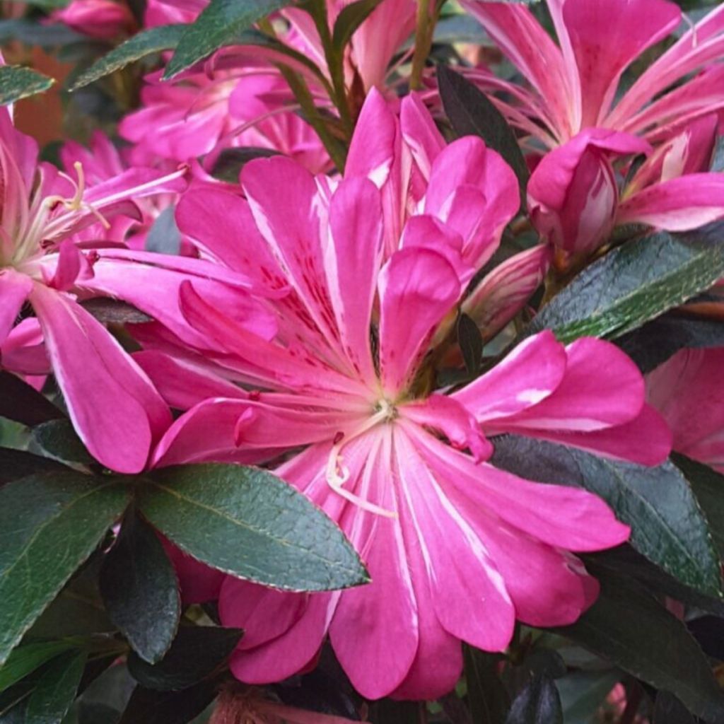 Azalea Japónica Pink Star