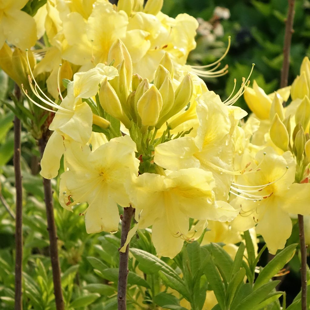 Azalea Anneke