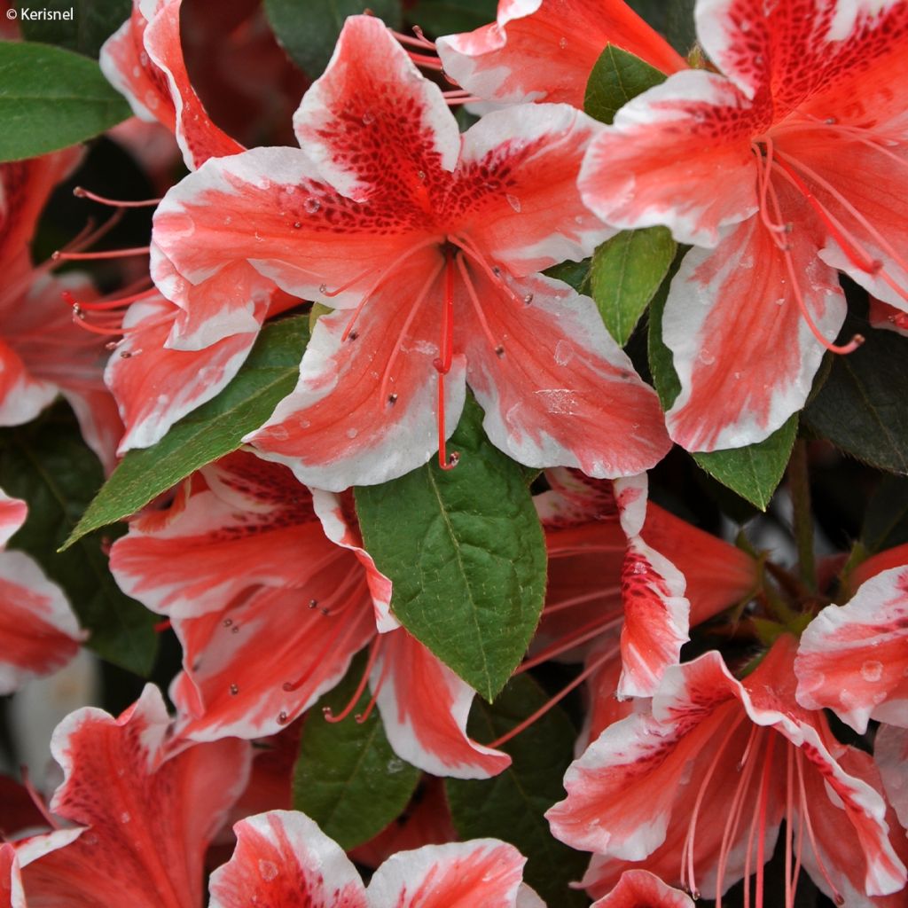 Azalée japonaise - Azalea japonica Ben Morisson