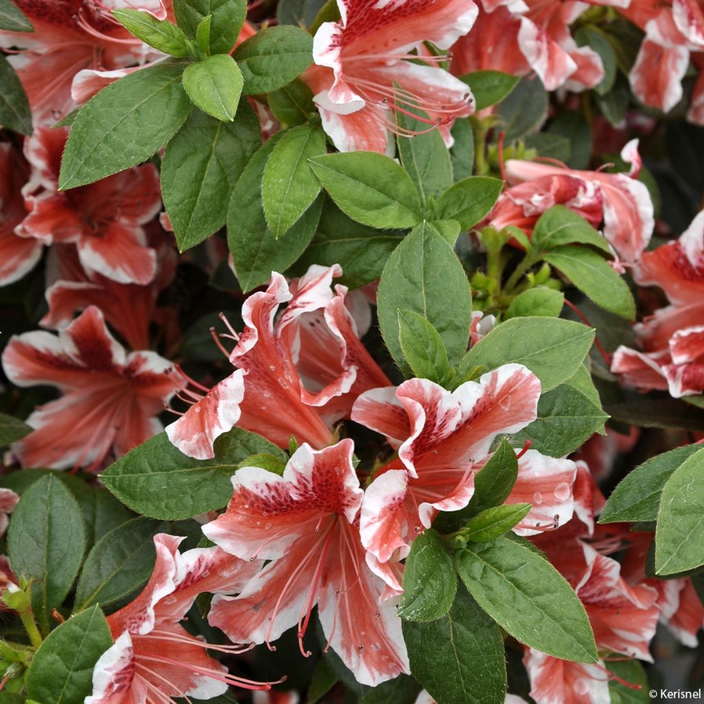 Azalée japonaise - Azalea japonica Ben Morisson