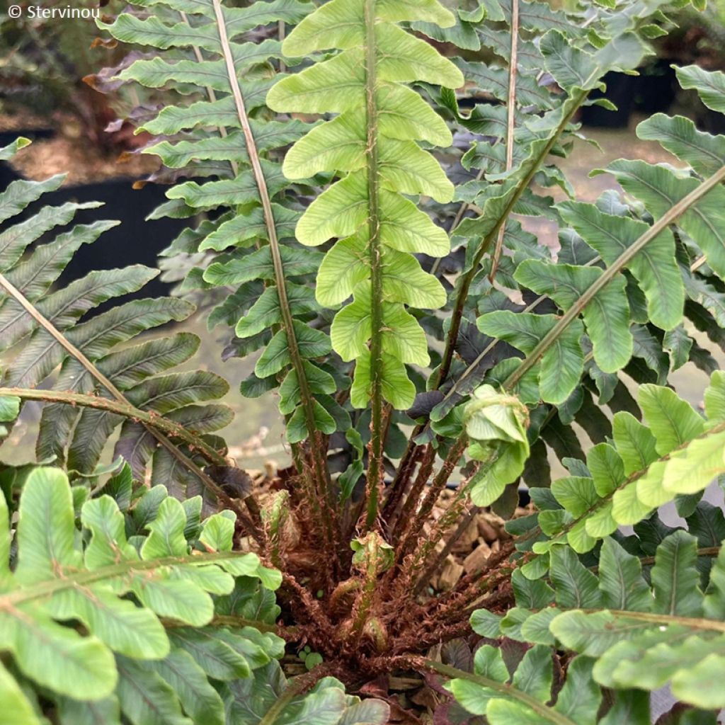 Blechnum discolor - Helecho