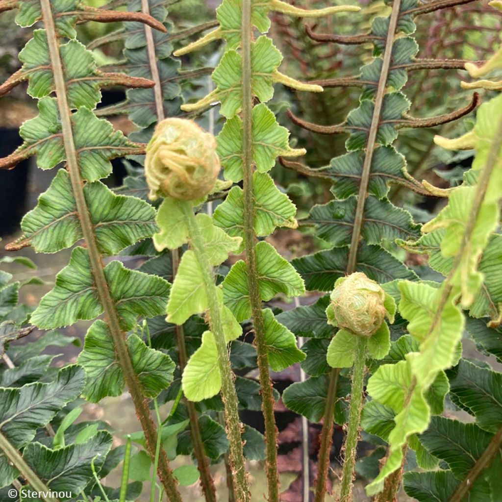 Blechnum discolor - Helecho