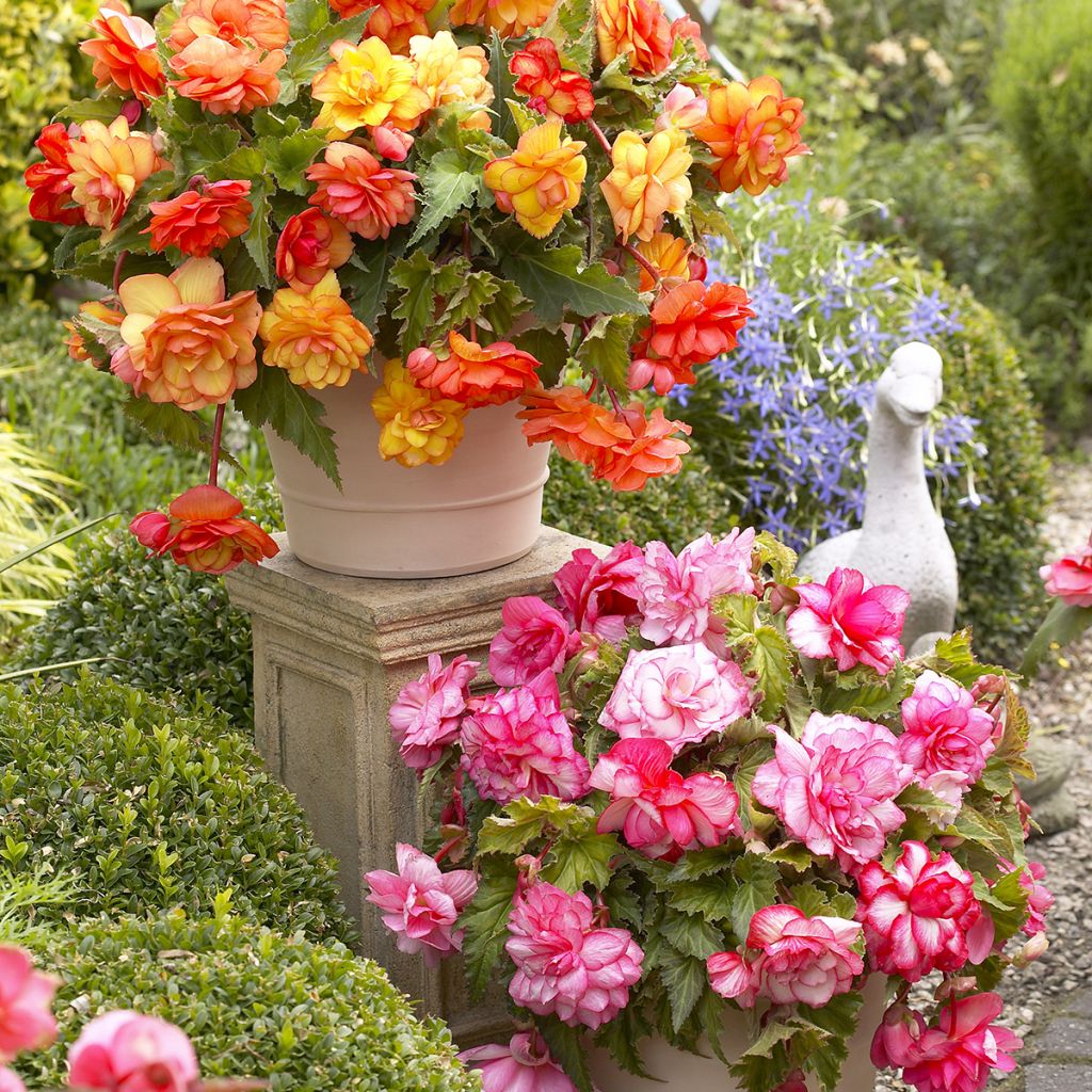 Begonia pendula Balcony mix 2 colores