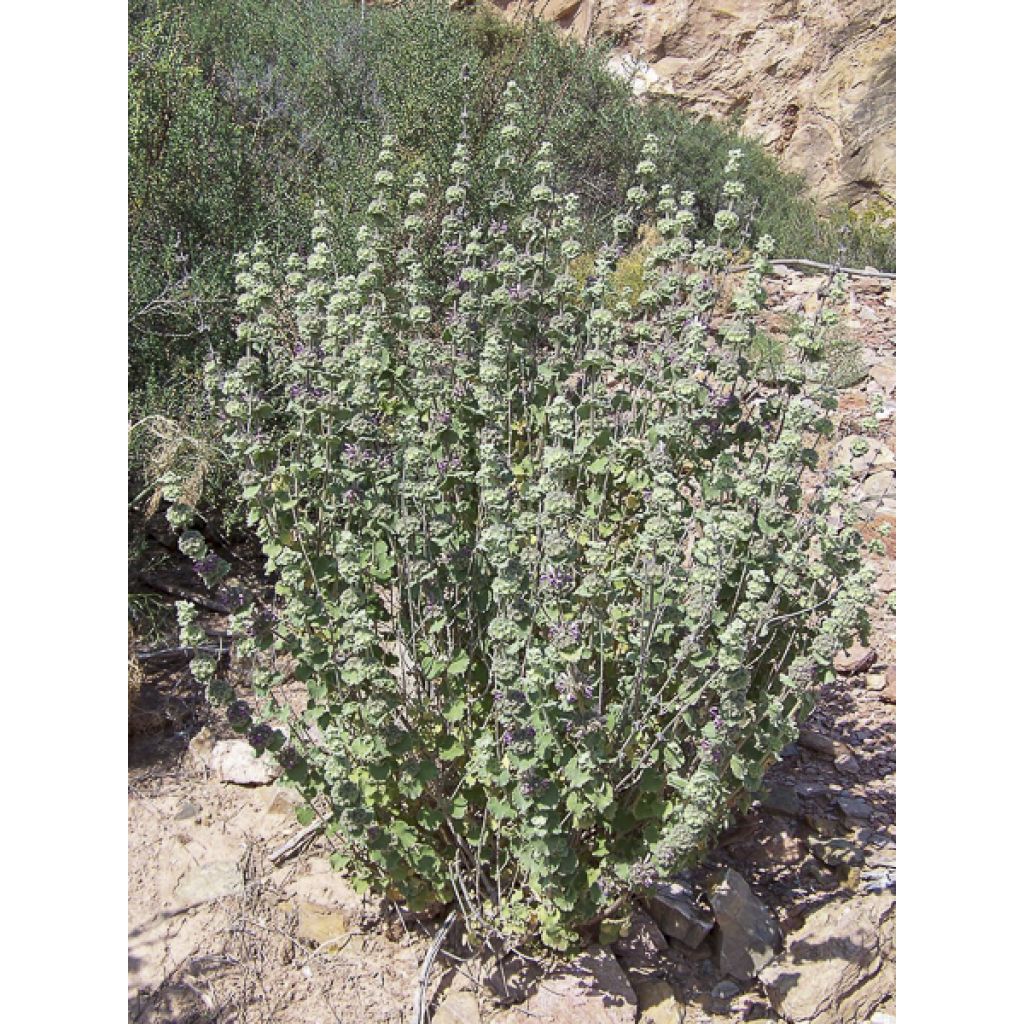 Ballota hirsuta - Marrubio