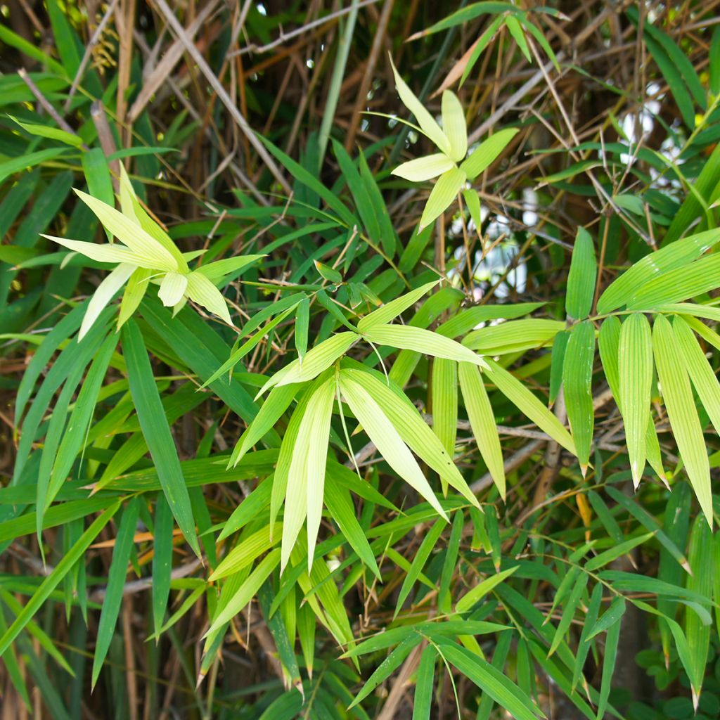 Pseudosasa japonica - Bambú japonés