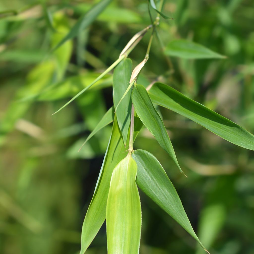 Phyllostachys bissetii - Bambú de Bisset