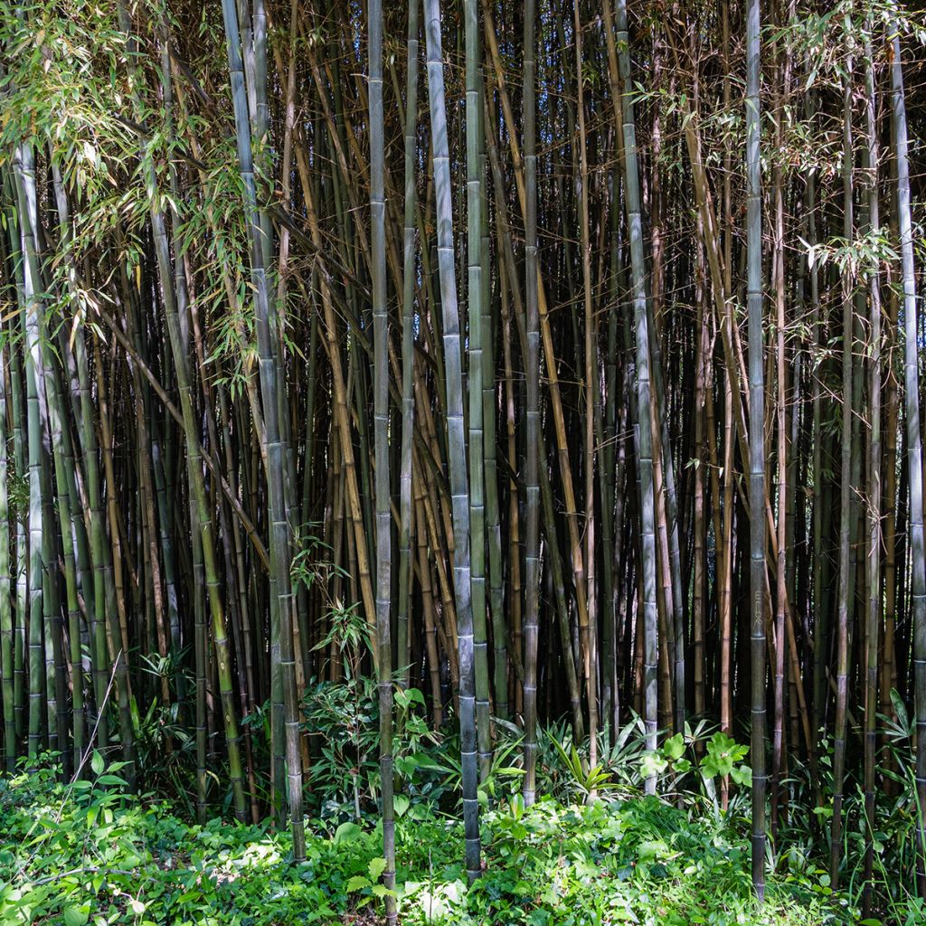 Phyllostachys nigra - Bambú negro